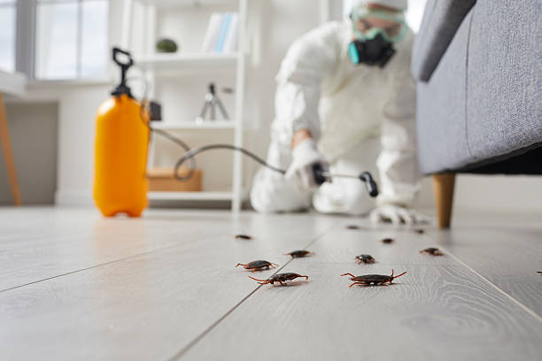 Affordable Cockroach Control solutions in Damascus, OR